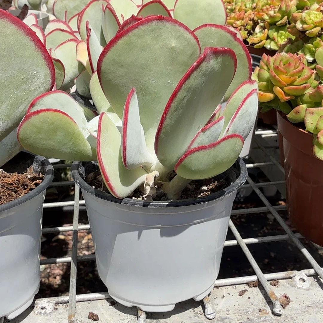 白眉群生多肉植物精品