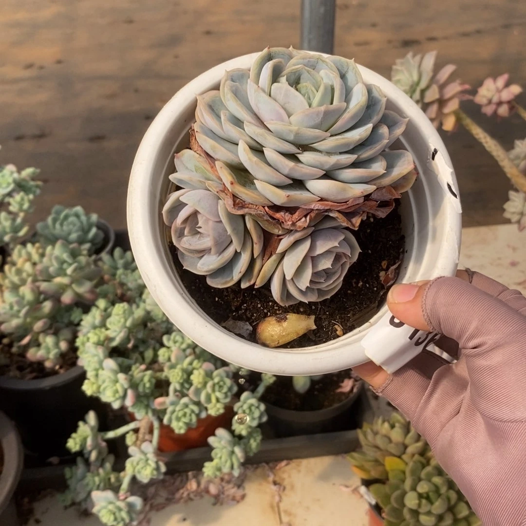 6135蓝色惊喜一物一拍