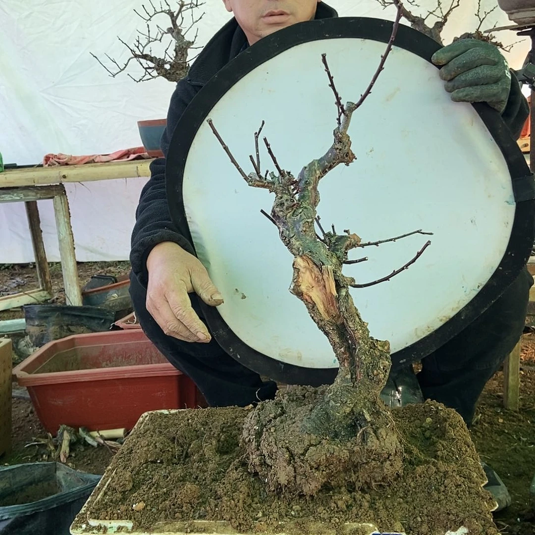 老***孟全部花苞野梅嫁接乌梅