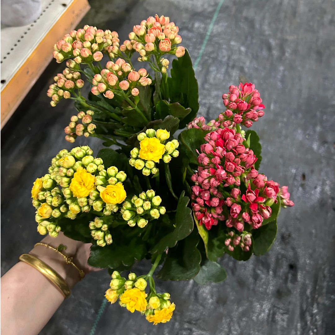 一盆三色~【超大盆】精品重瓣带花苞客厅阳台室内养殖懒人花卉美观