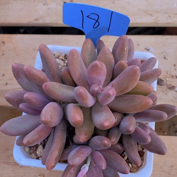 这个我就知道这点