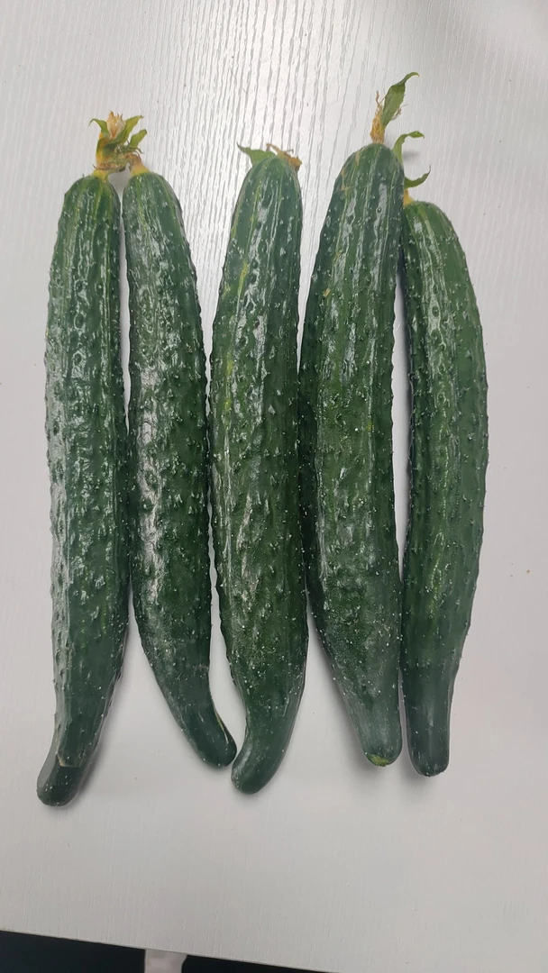 （朱书记助农）新鲜黄瓜现摘现发农家自种生吃清脆爽口