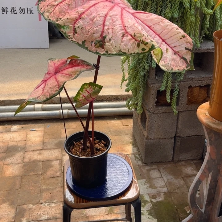 无花朵苹果花彩叶芋