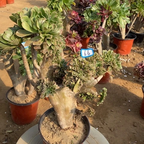 原始绿缀一物一拍