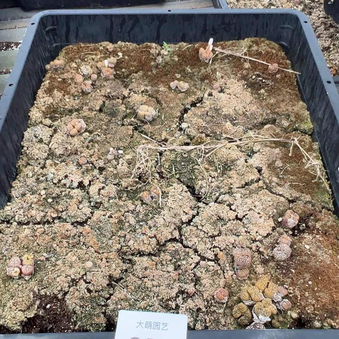 清框脱土发无售后255