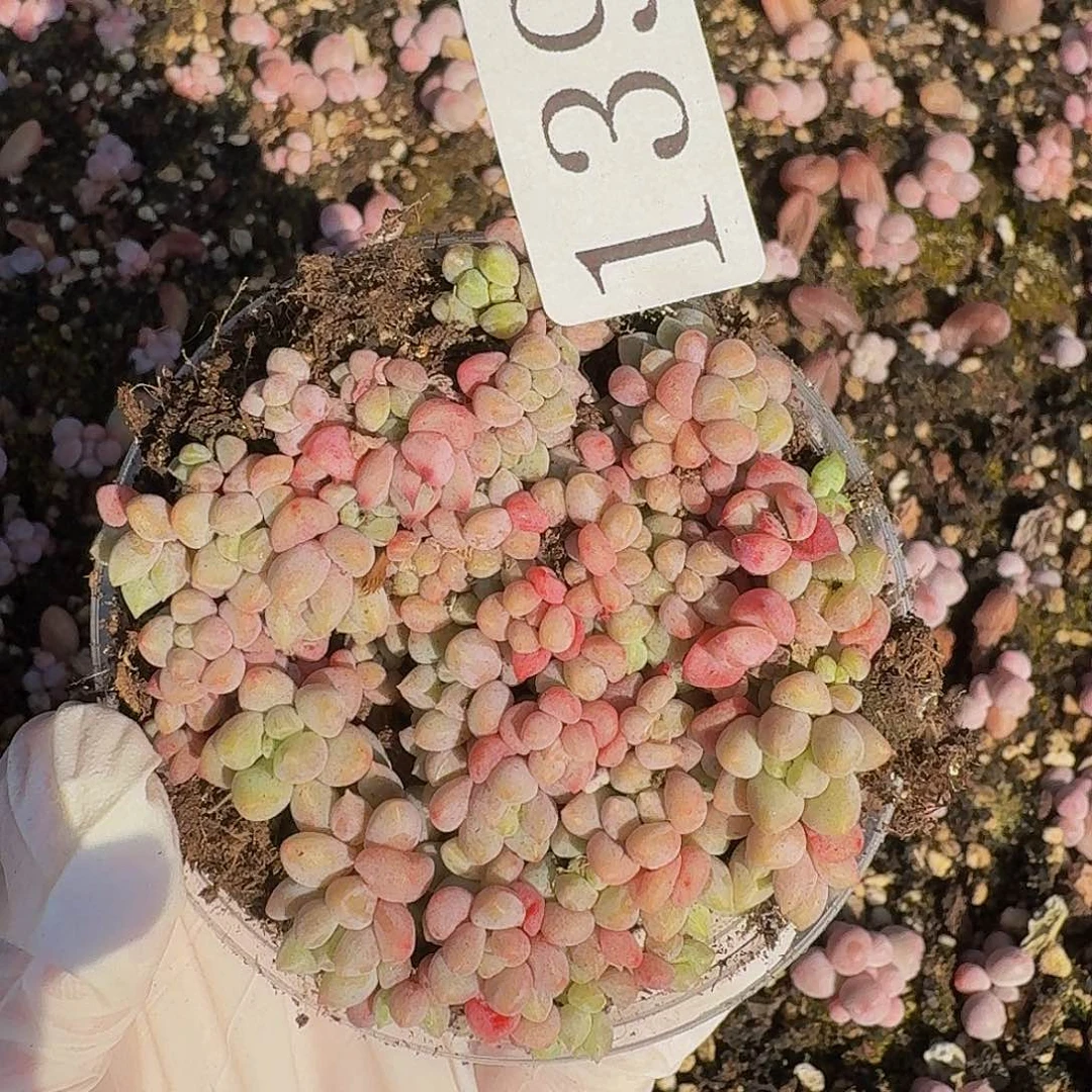 多肉植物多肉植物139