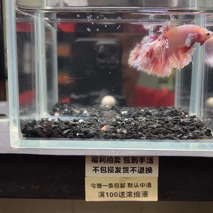 斗鱼竞拍跑单拉黑4日11