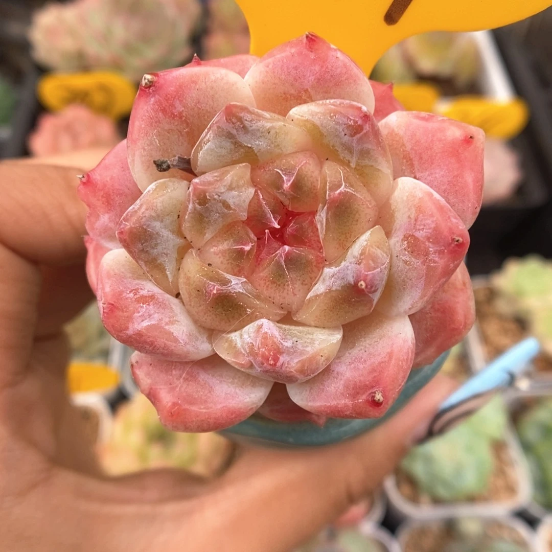 糖心粉魄271号。