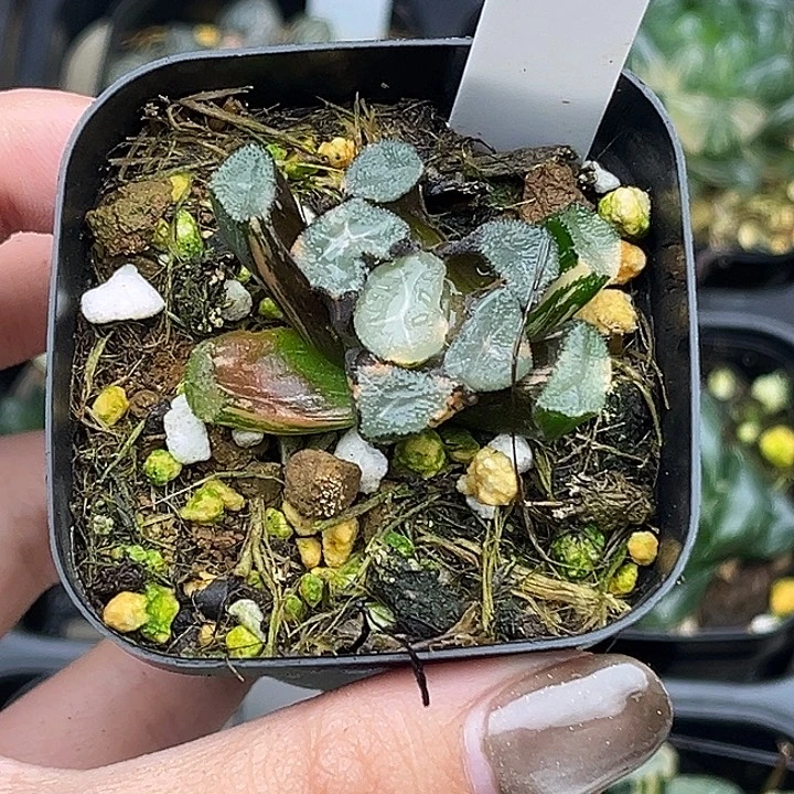 52玉龙万象锦头家多肉十二卷