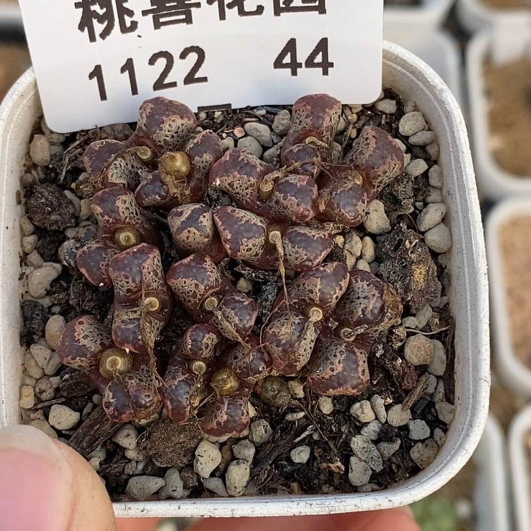 22-44-下播福利。