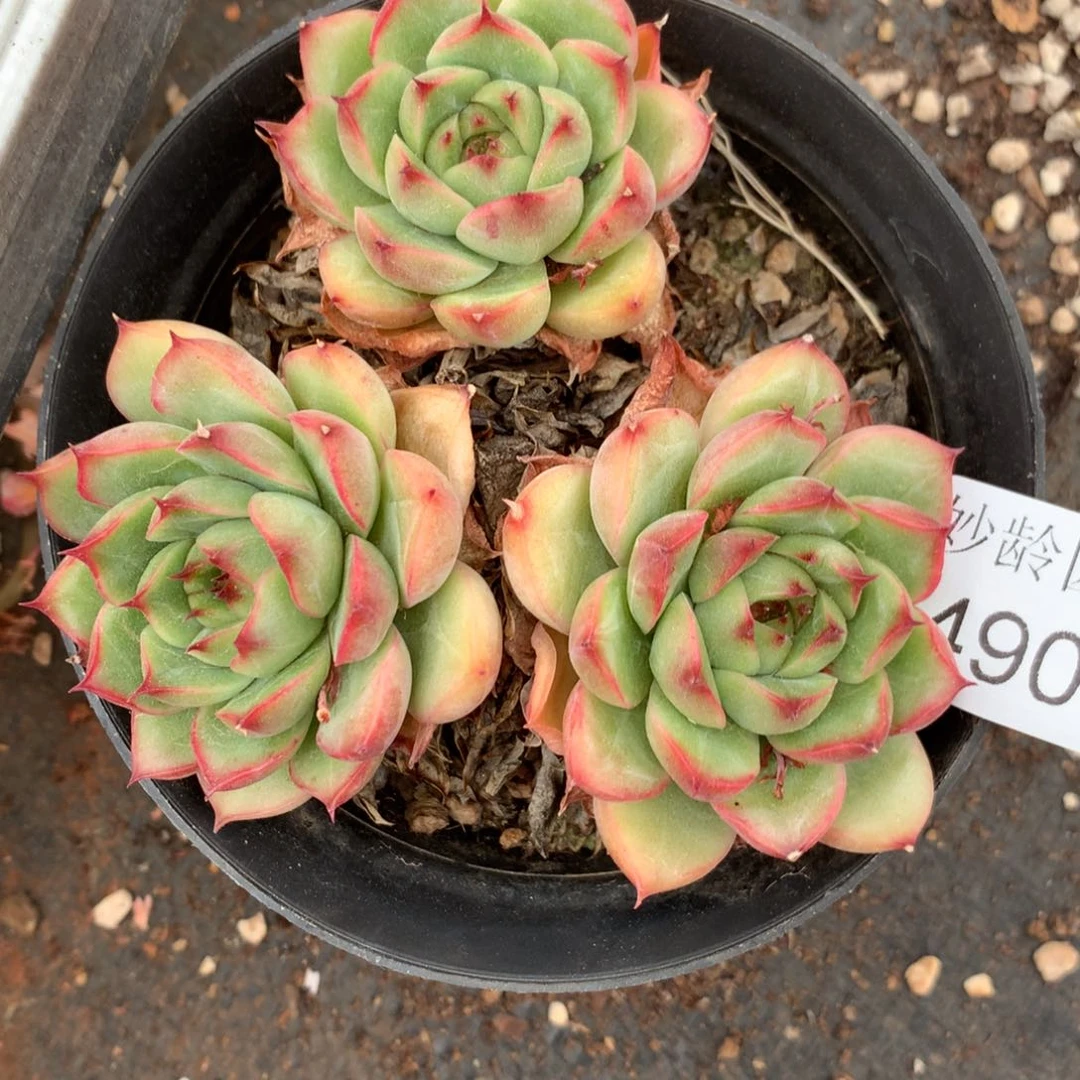 野**姐4908杂交精品基地10厘米