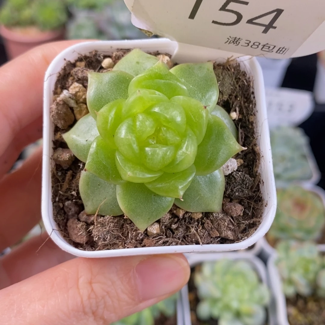 新品珍妮一颗154号