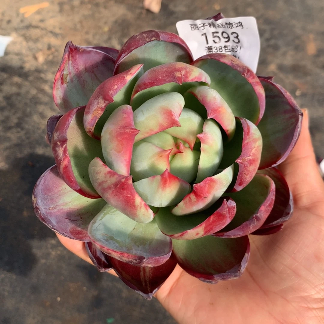 1593号多肉植物，12