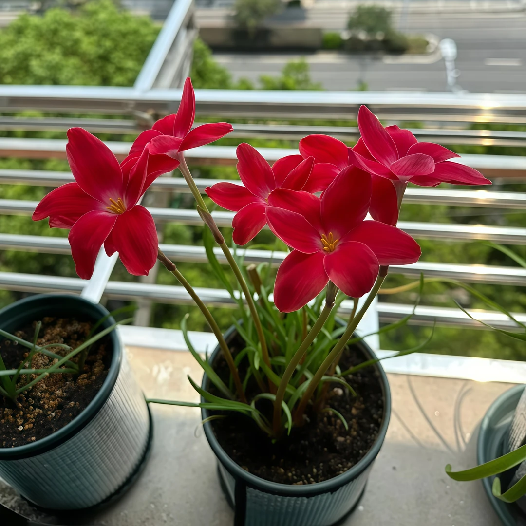 风雨兰葱兰易种种球盆栽易养植物庭院四季种植花种子四季开花阳台