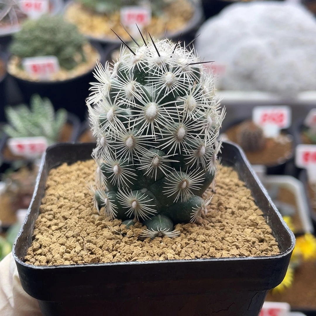 都锦圆锥玉属仙人球