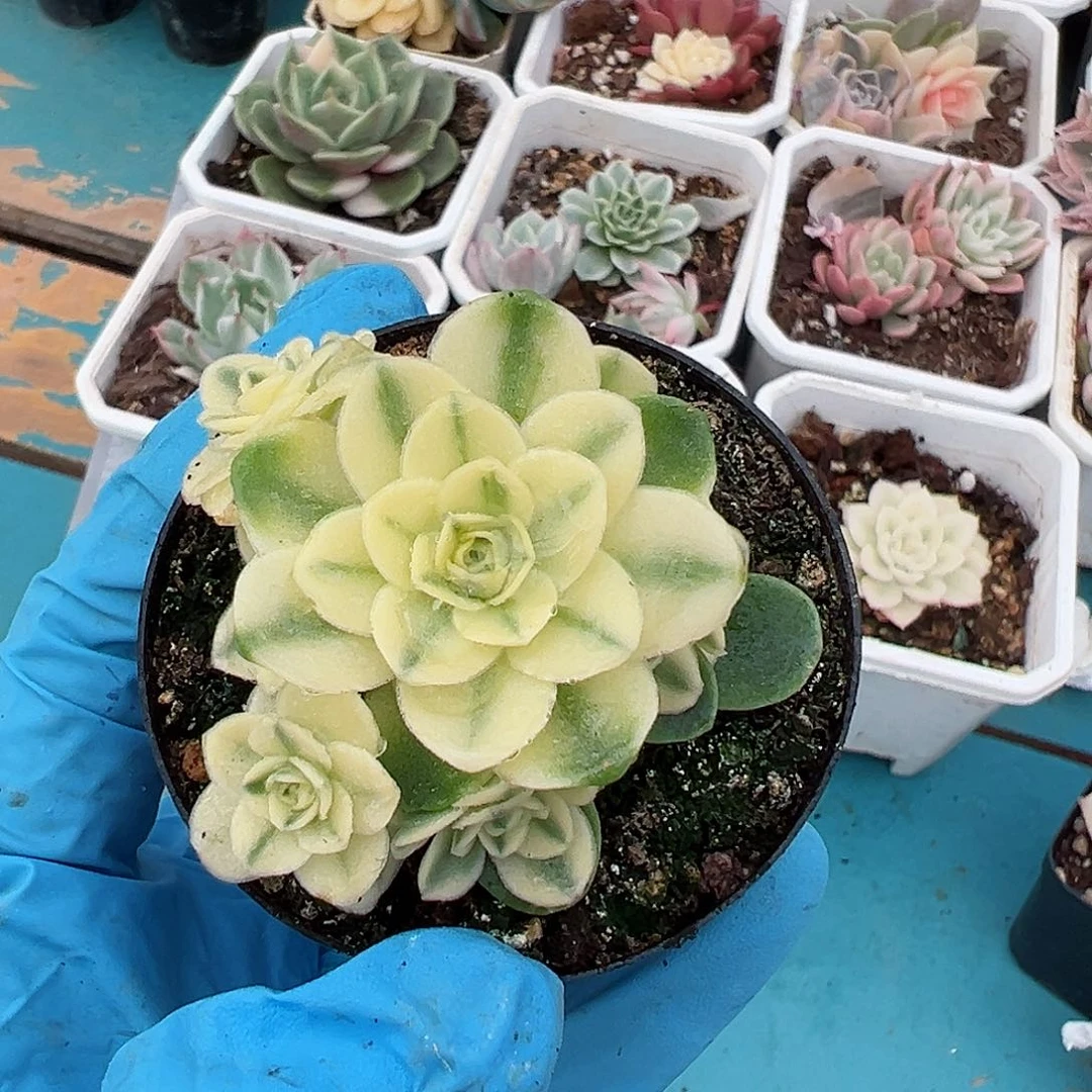 活动猫眼玫瑰锦覆轮锦