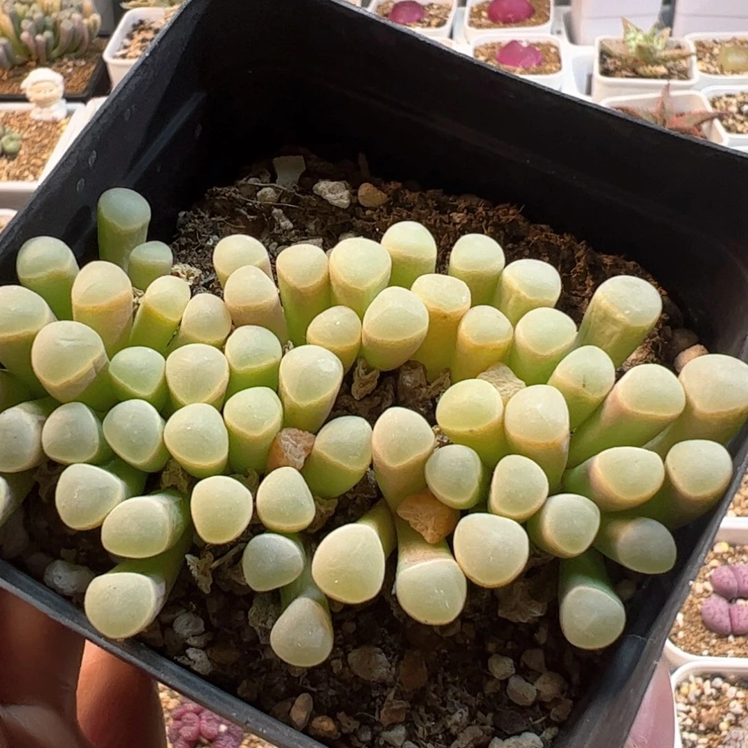 多肉植物百科3699