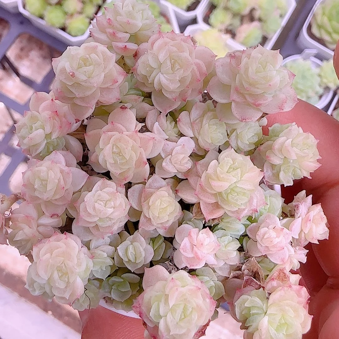 【闪购商品】0915-89（xpp-277）