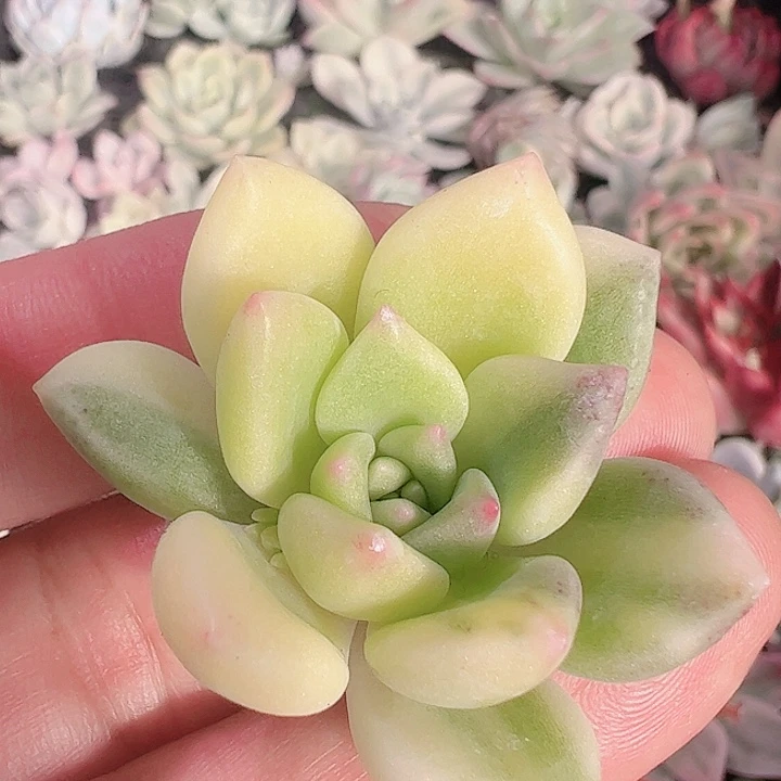 别****╭多肉植物多肉植物