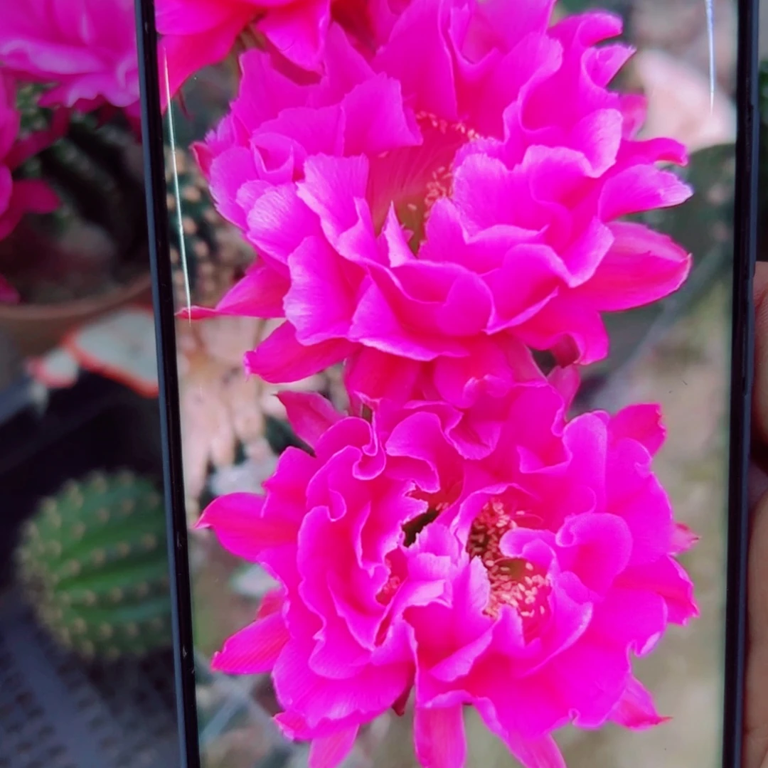 下92彩草嫣然歪无根侧芽4公分左右20包邮