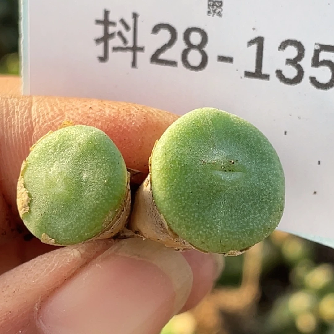 28-135毛钮扣多肉植物