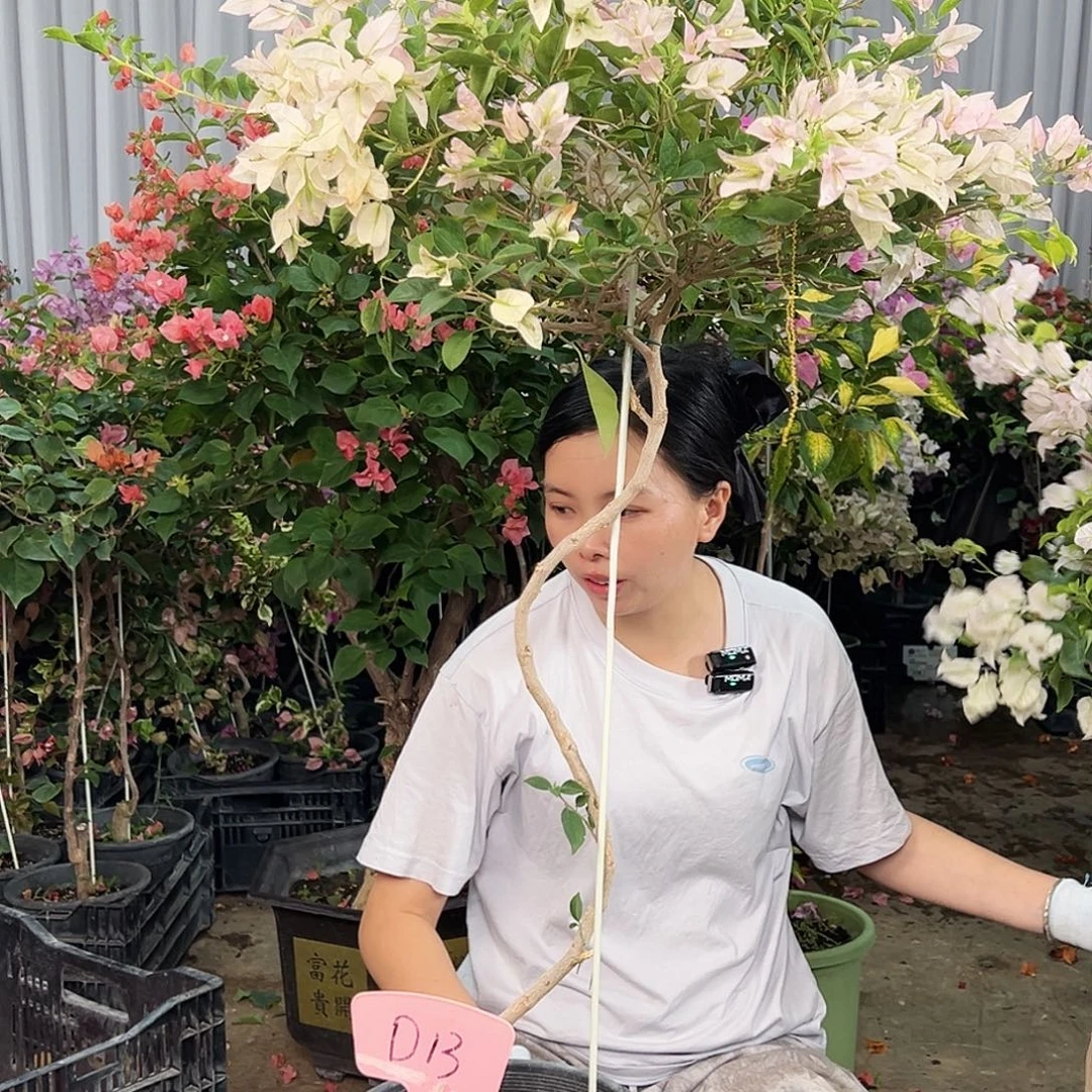 小***。大部分花苞少量开放D13婆罗洲樱花