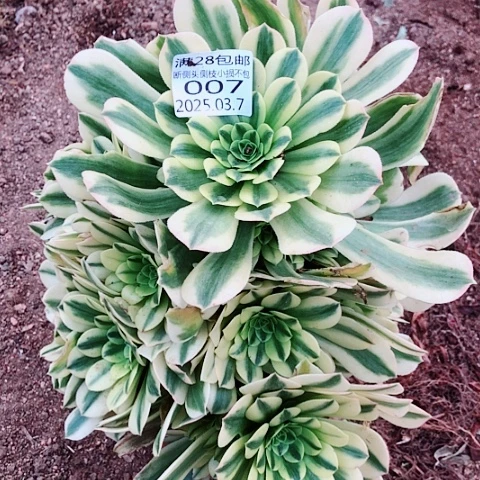 3.7-7金丝多肉植物