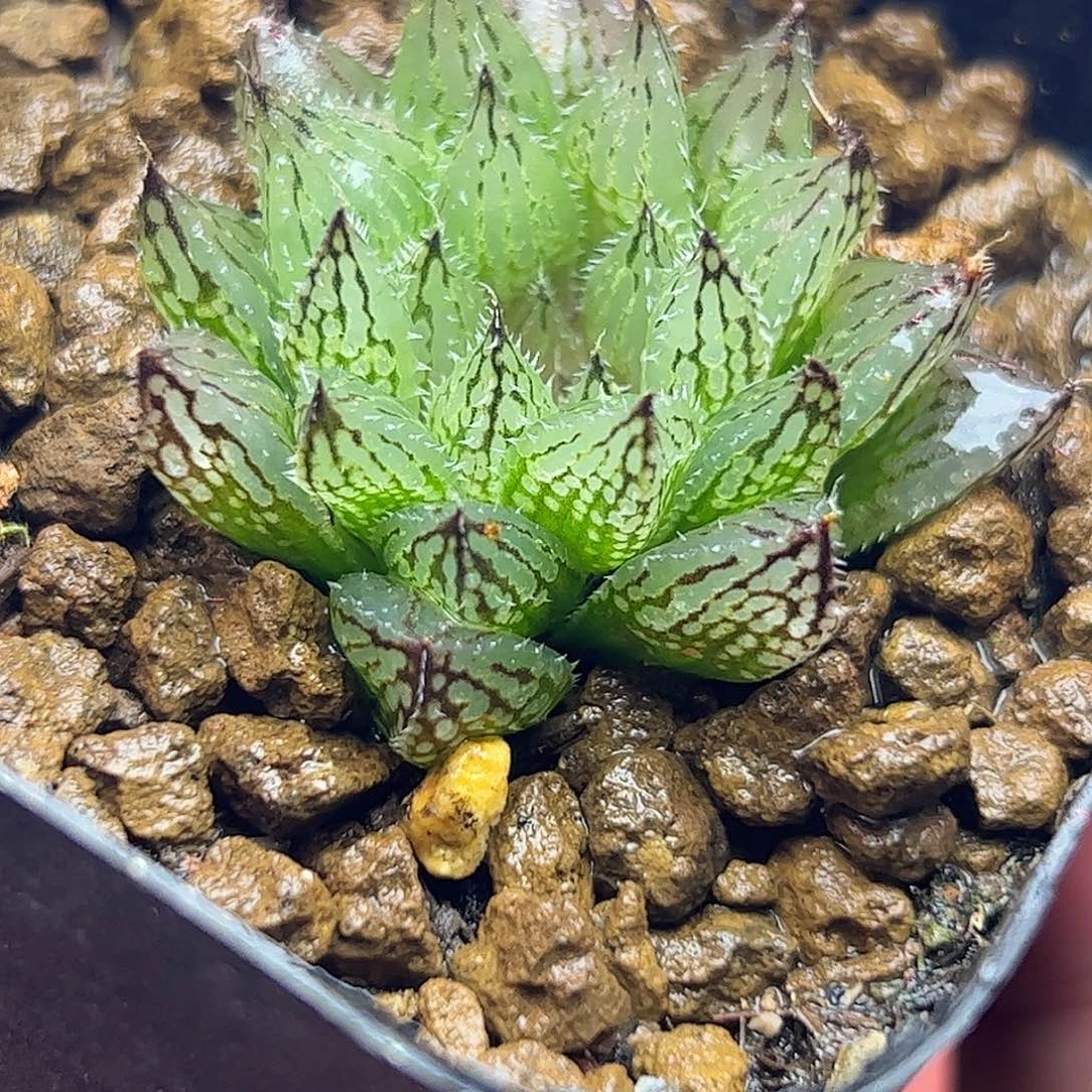 岩蓝十二卷多肉植物