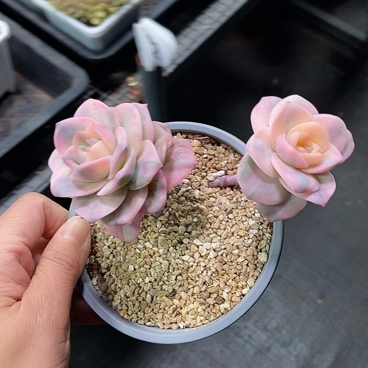 福利可爱玫瑰彩锦