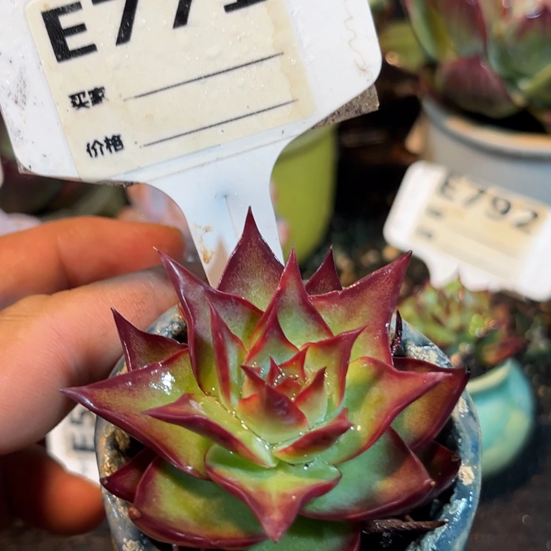 惊鸿一瞥多肉植物771