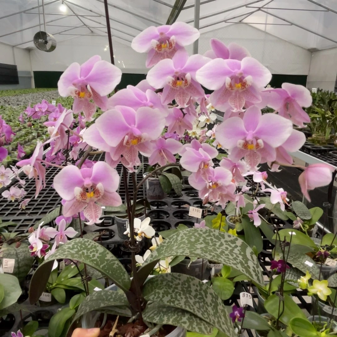 大部分花苞少量开放编号833史交西22HN