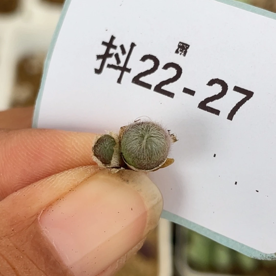 22-27斯蒂芬毛球多肉