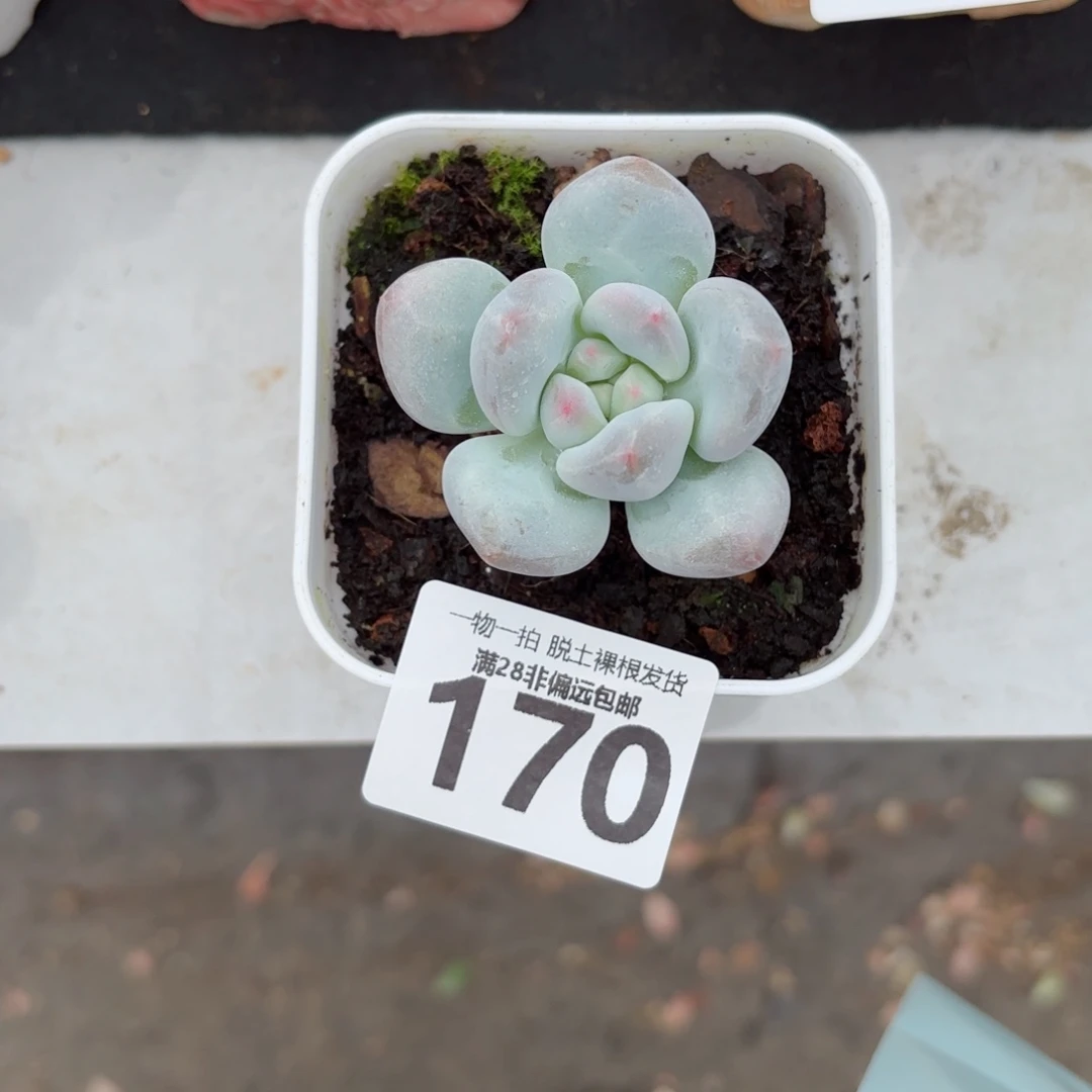 Z***g香水单头无盆土发货