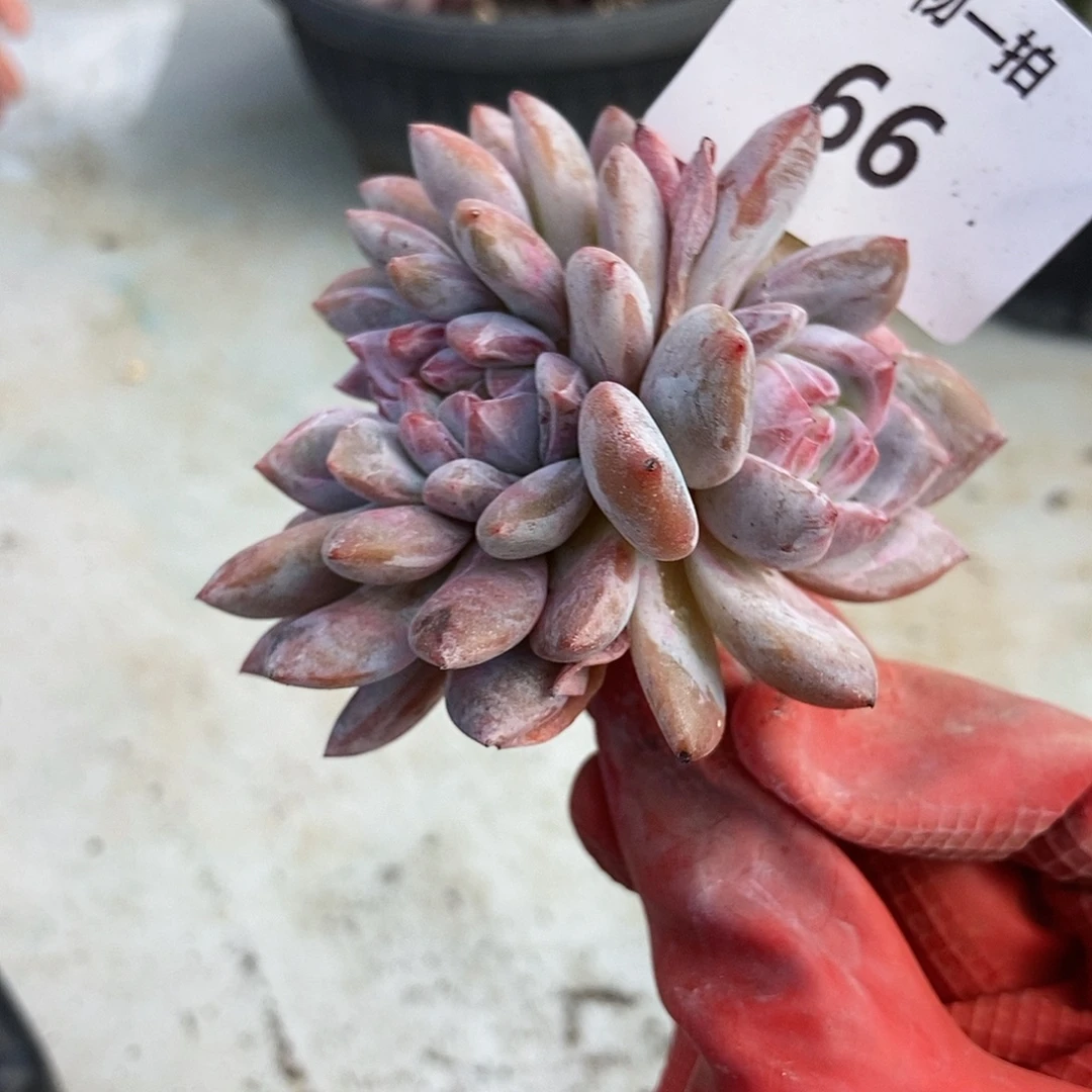 66 一物一拍多肉缀