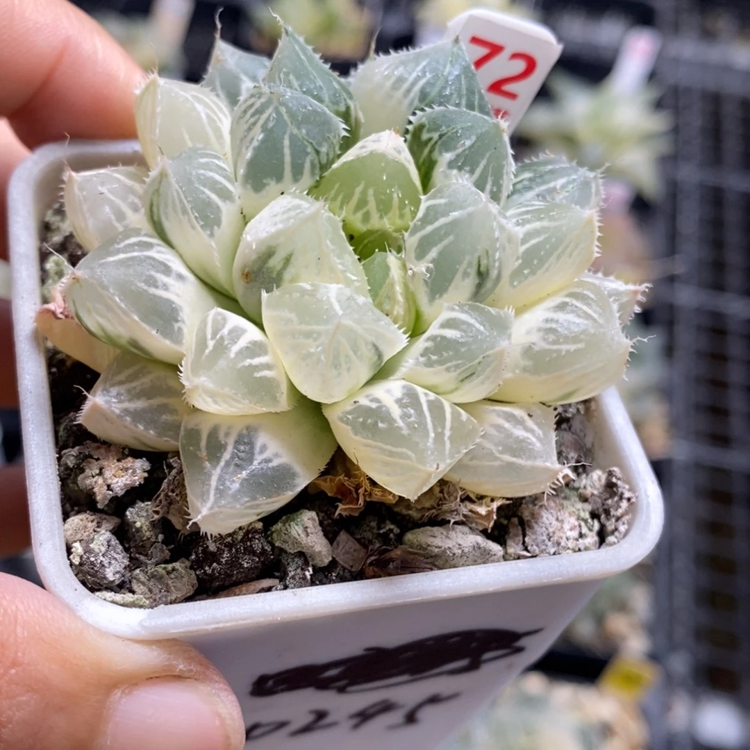 72号实生糊斑楼兰玉露锦大叶