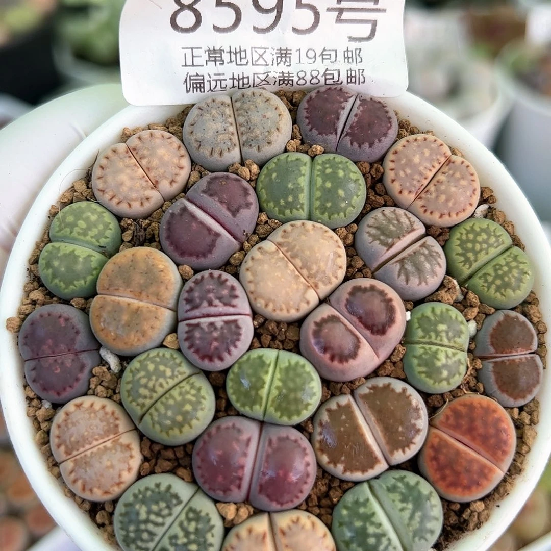 8595三年彩饼干25颗1.3cm左右