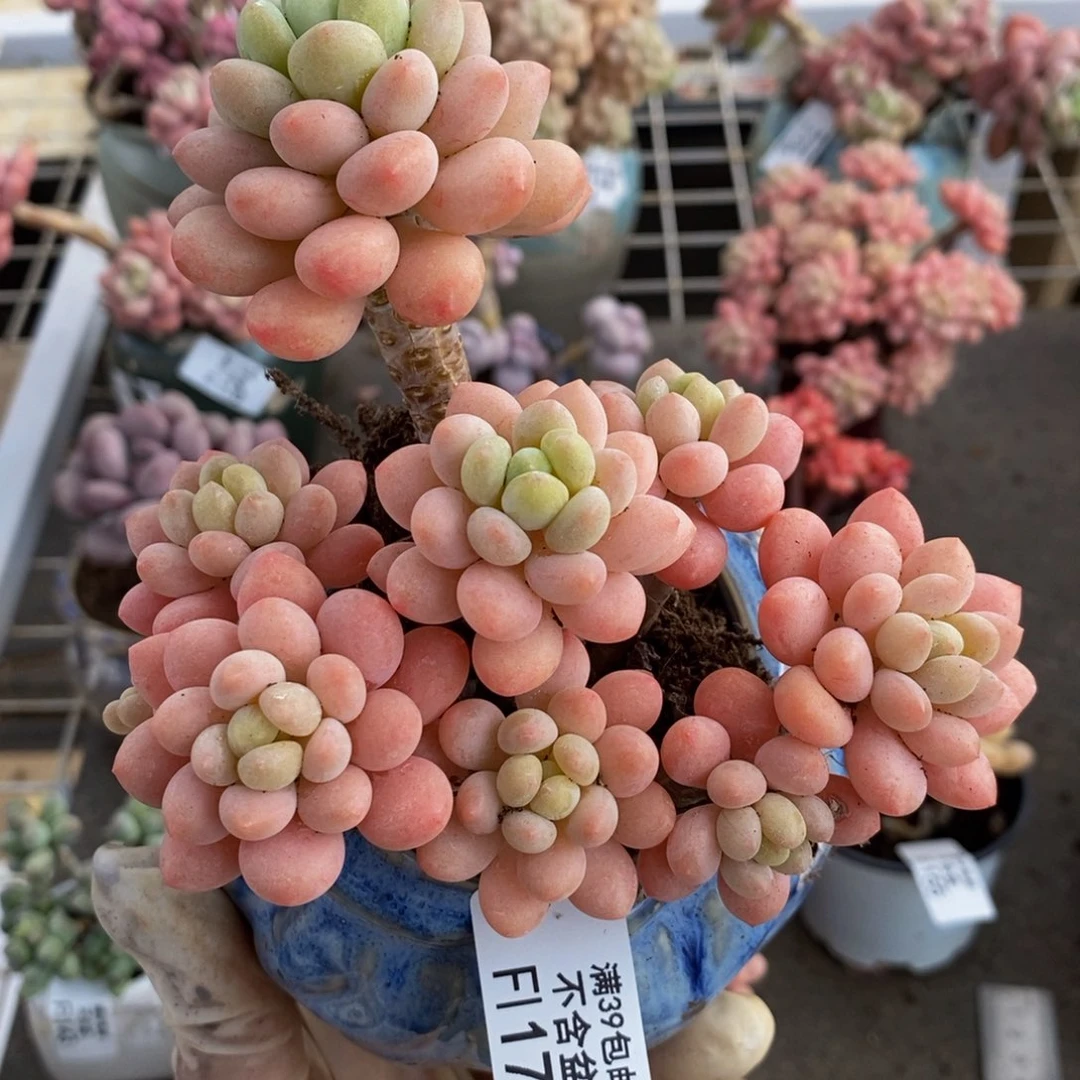 鱼子酱171:10cm的肉