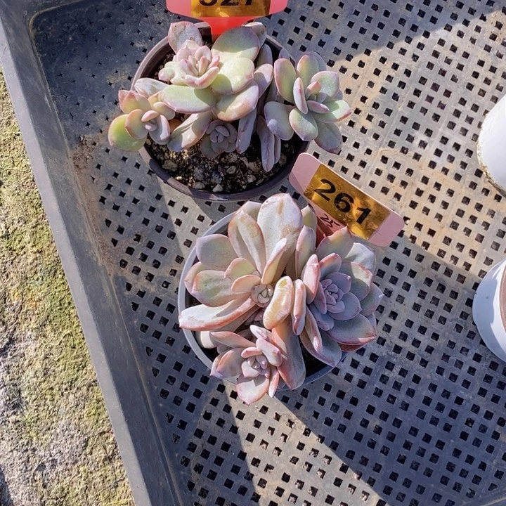 白***白327 261号奶茶两颗