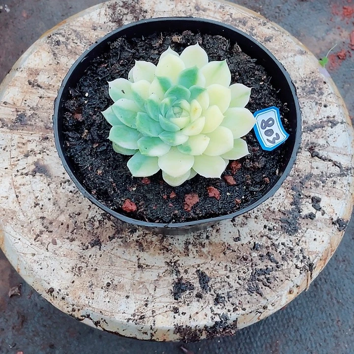 803 美人 一物一拍