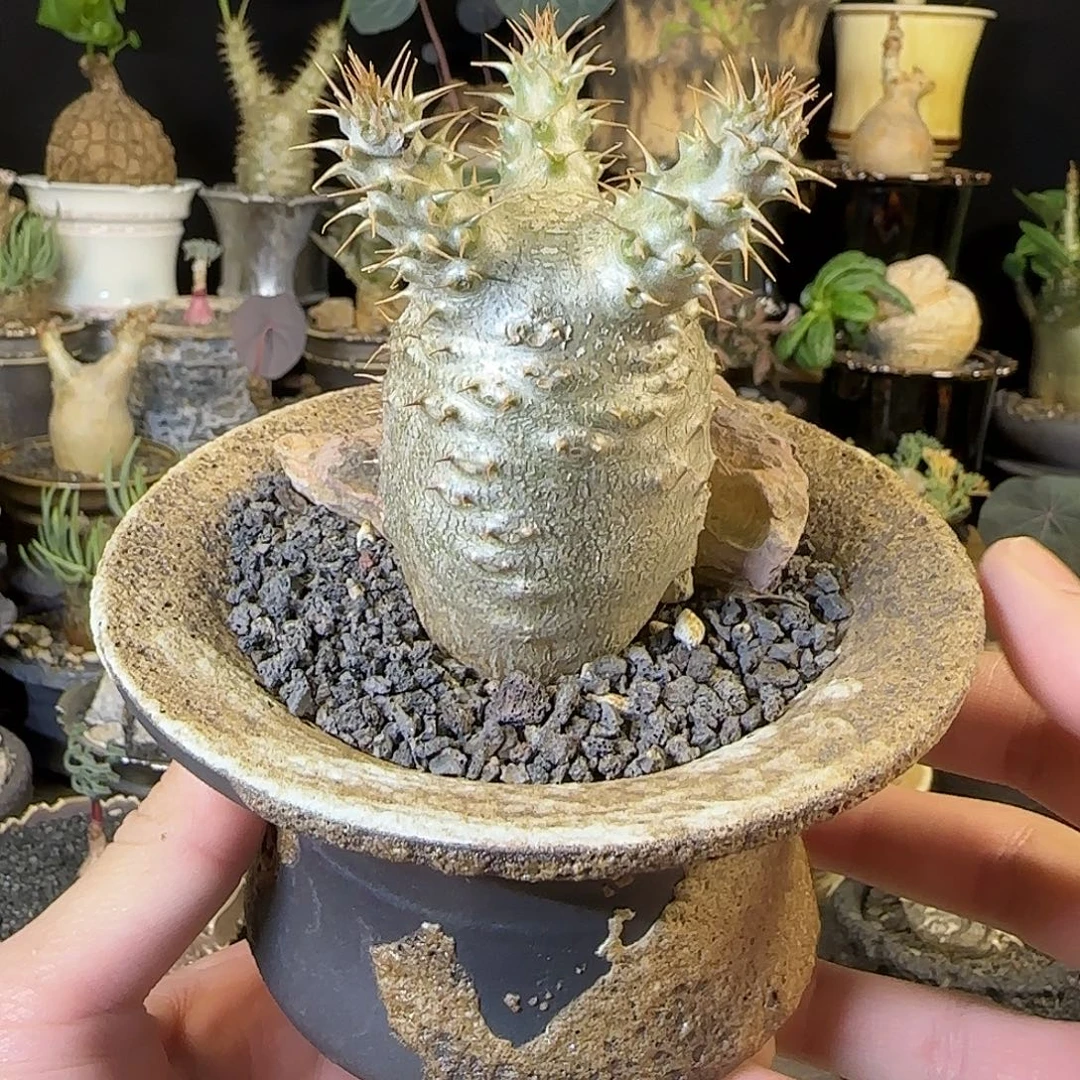 一物一拍象牙宫11