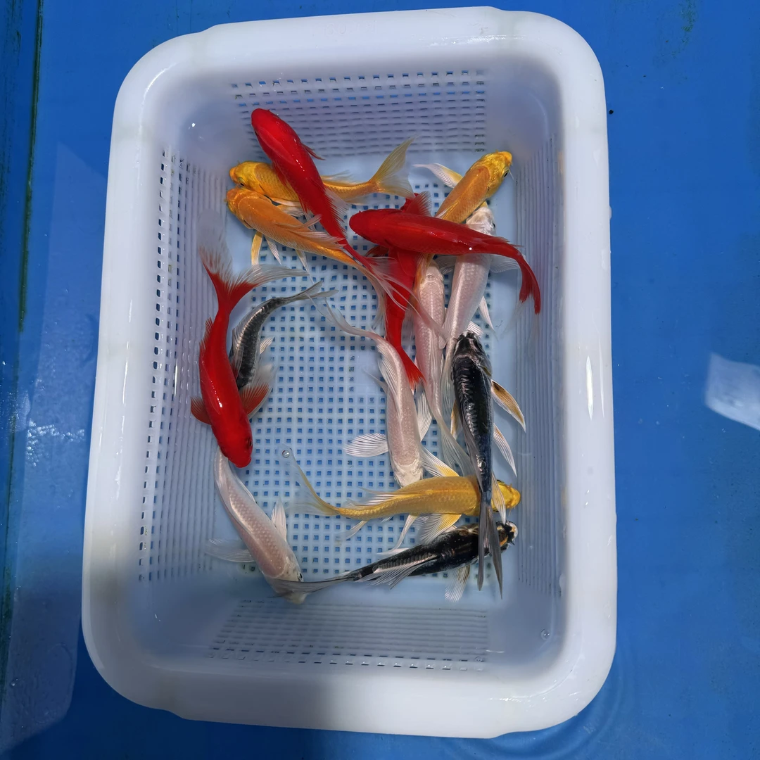 锦鲤草金4红4黄4白3龙（8-10厘米）15条精品观赏鱼（红色是草金）
