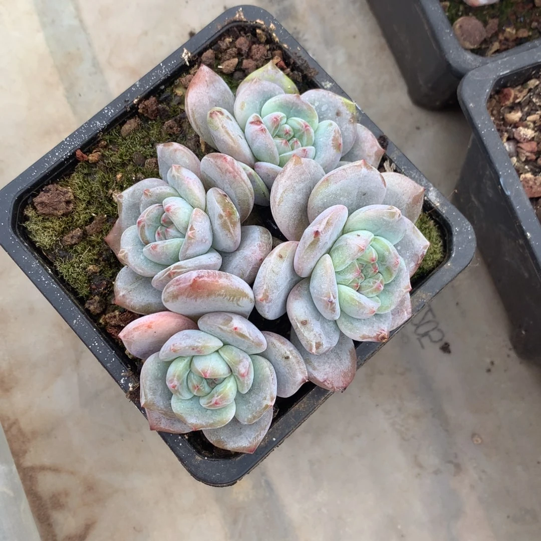石榴籽四头小脸花花