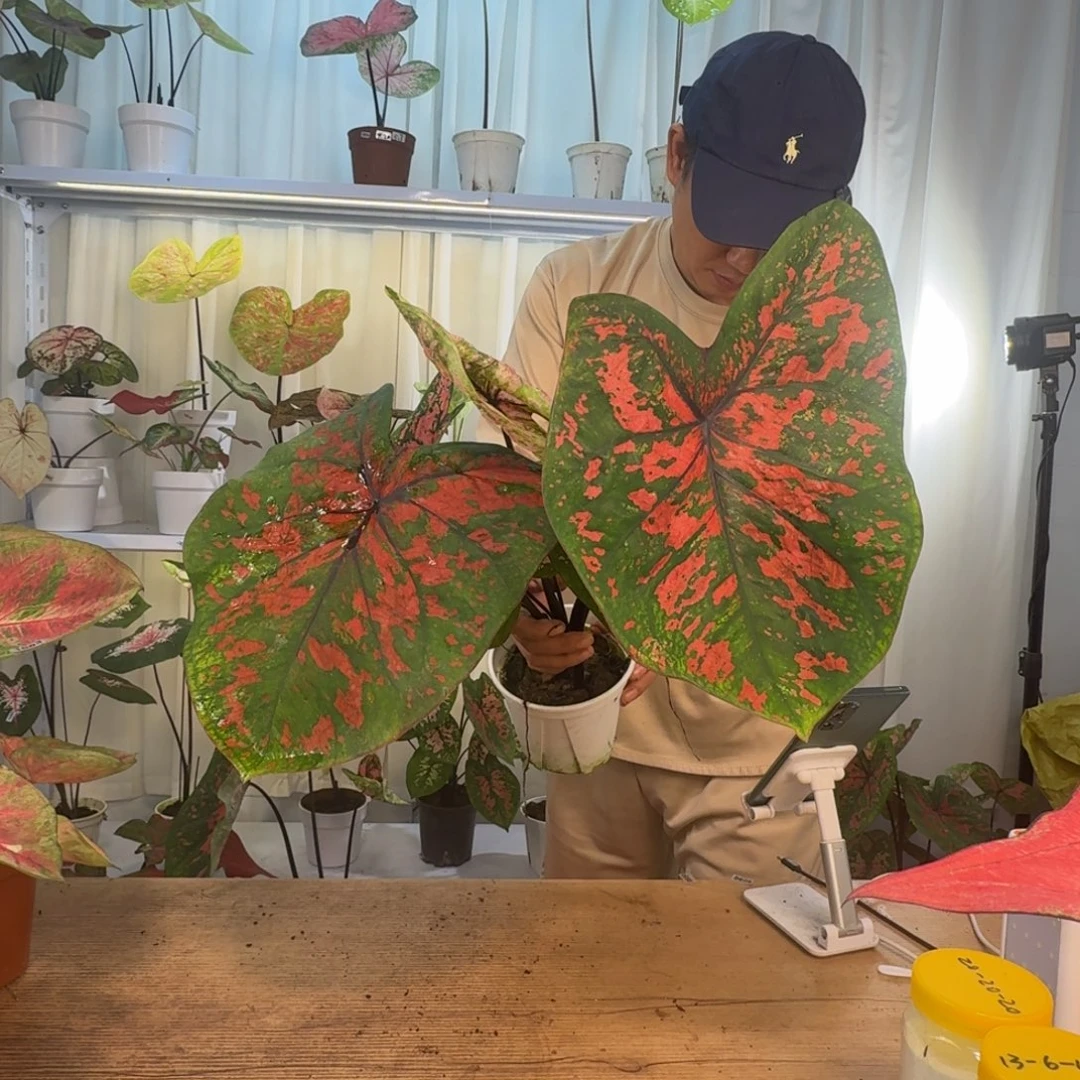 无花朵覆盆子    0884