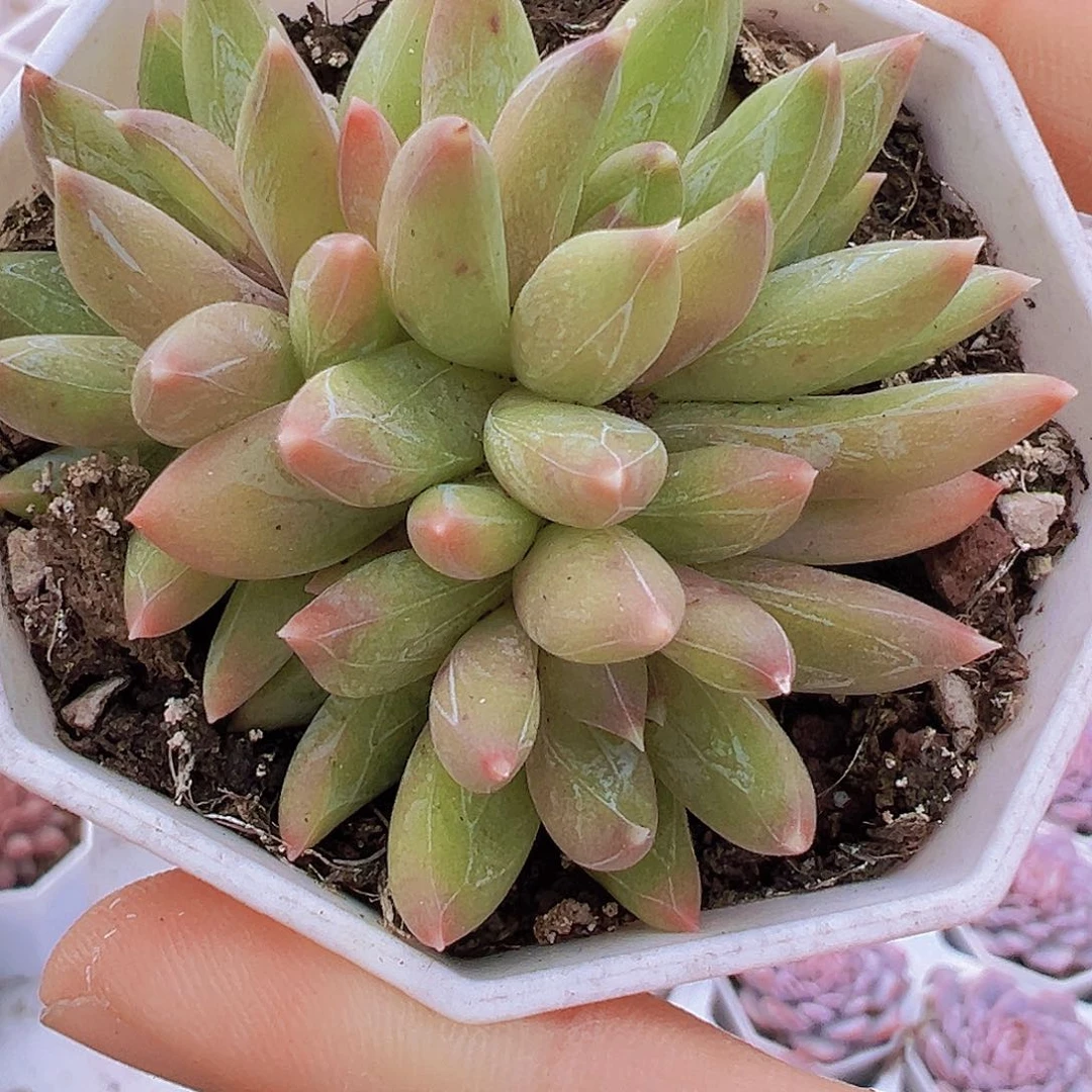 炫彩星群19包哟多肉