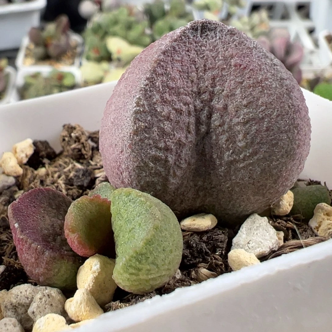 w红烧肉多肉植物水泡