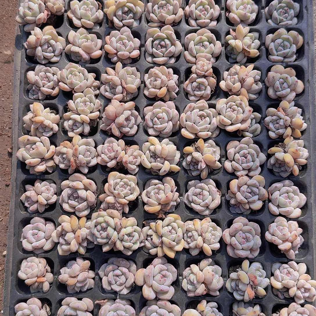 石榴籽梦露土球105颗带拖地