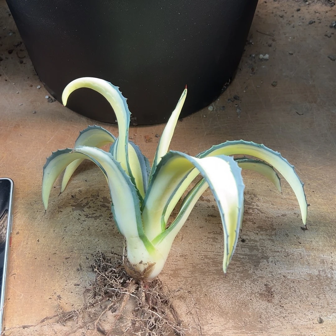 追***瓜无花朵多肉植物赤牙龙中斑