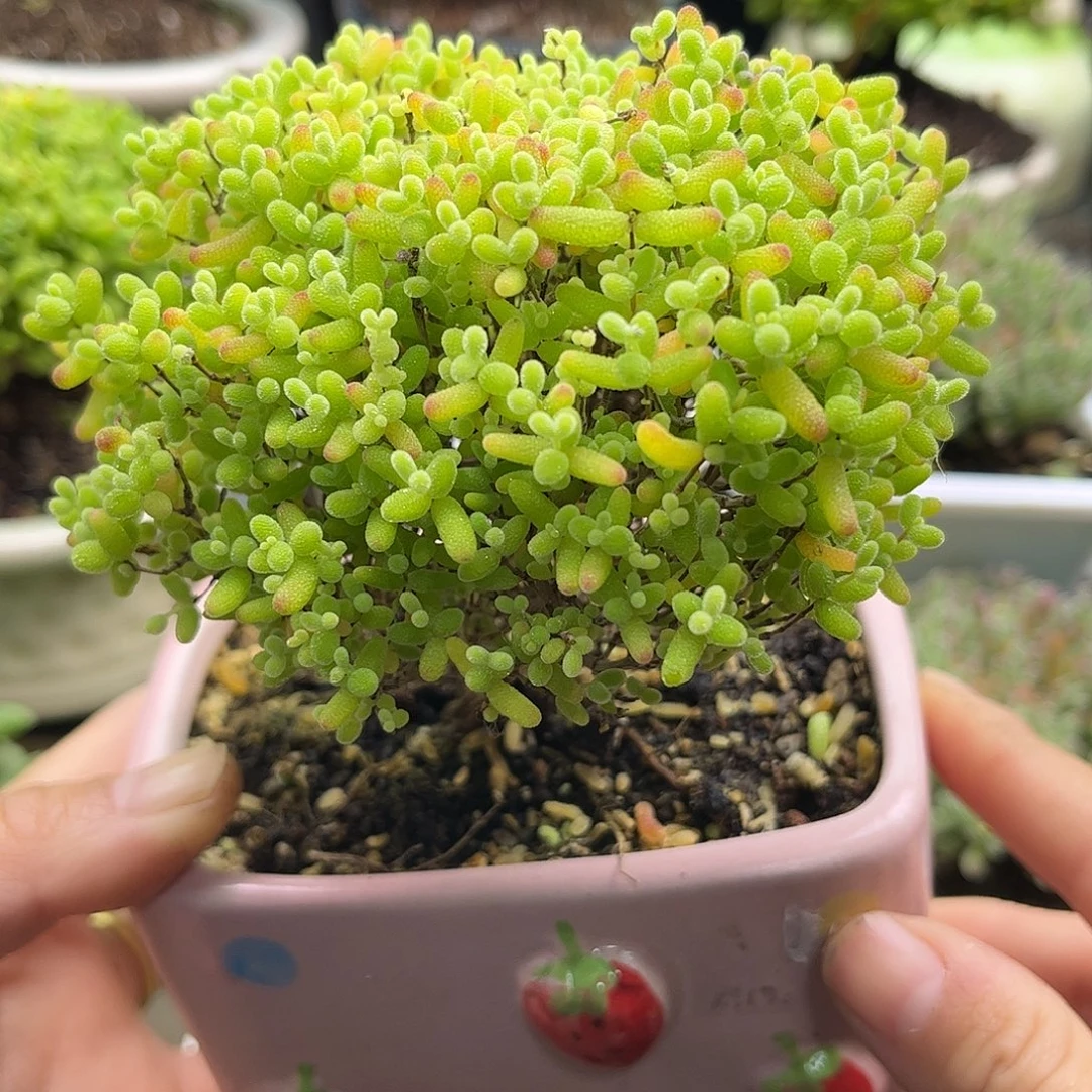 29蜜桔老桩带盆优选