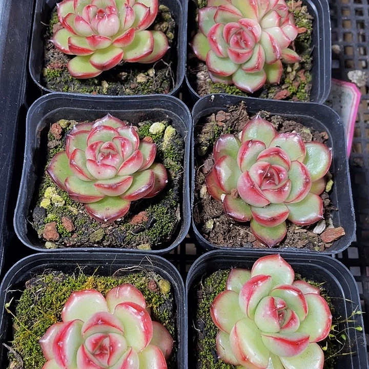 万宝龙带盆土发货