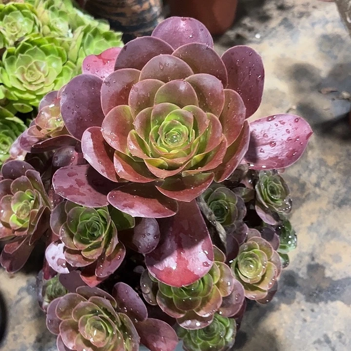多肉植物瑰金玫瑰138